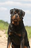 ROTTWEILER 319